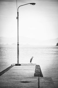 Rear view of man on pier over sea against sky
