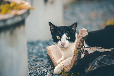 Close-up portrait of a cat