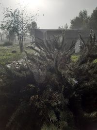 Plants growing on land against sky