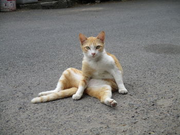 Portrait of ginger cat sitting on road