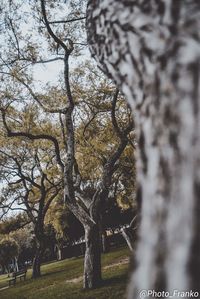 Bare tree against sky