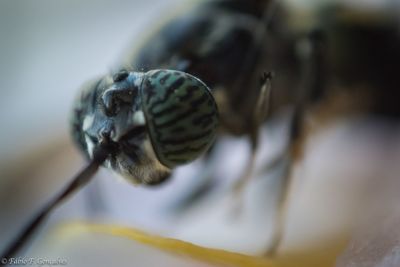 Close-up of insect