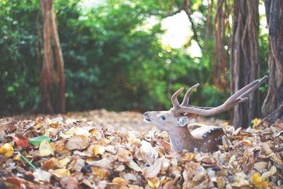 Deer sitting in forest