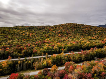 Plants growing on land against sky during autumn