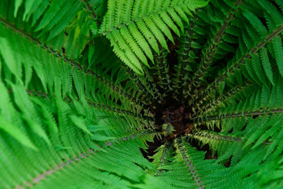 Full frame shot of spider on leaf