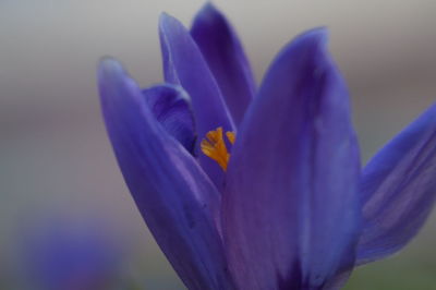 Close-up of purple flower