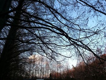 Low angle view of bare tree against sky