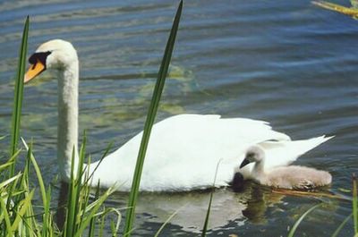 Birds in calm lake