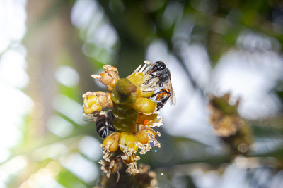 Close-up of insect on flower