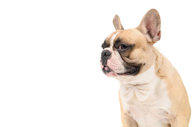 Close-up of a dog over white background