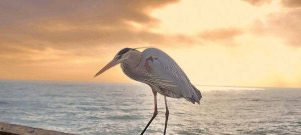 Scenic view of heron perched on a pier wall against sky during sunset