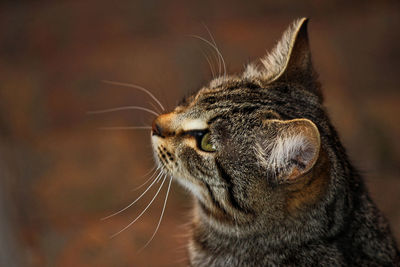 Close-up of cat