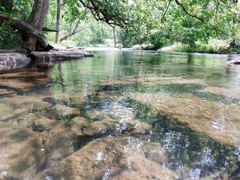 Scenic view of lake by trees