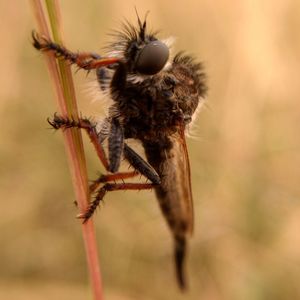 Close-up of bee