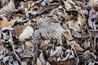 Full frame shot of dried autumn leaves on land