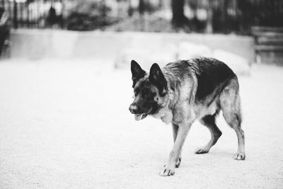 Dog in snow