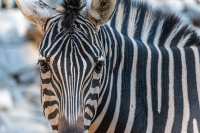 Close-up of zebra