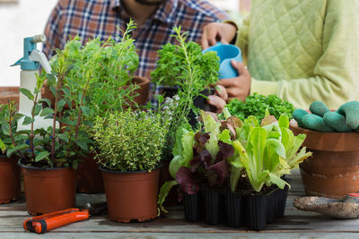 View of potted plants