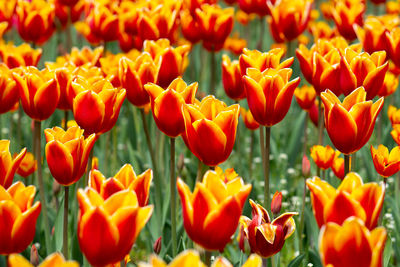 Close-up of orange tulips in field