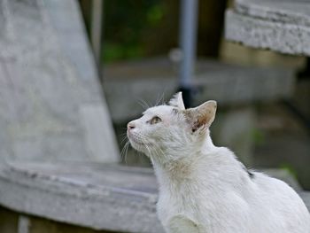 Side view of a cat looking away