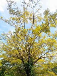 Low angle view of tree against sky