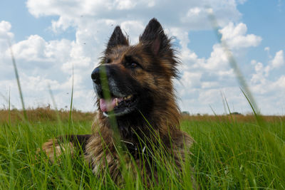 Dog looking away on field