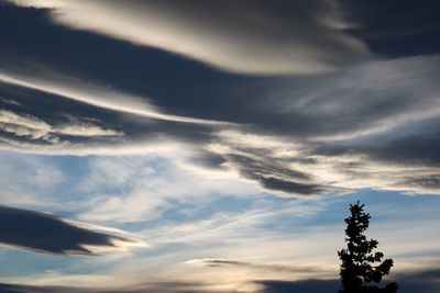 Low angle view of trees against sky