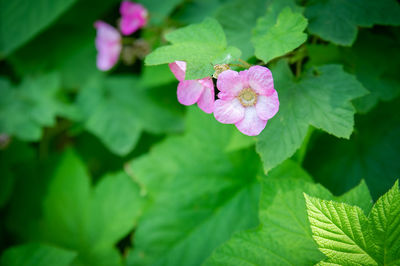 Close-up of pink flowering plant