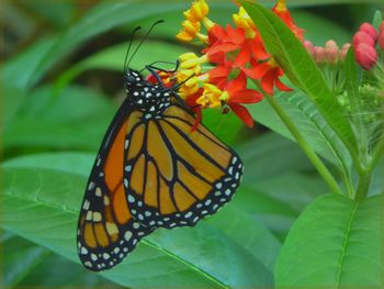 Close-up of butterfly perching on flower