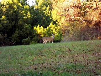 Dog on grassy field