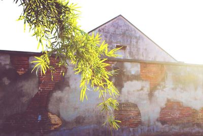 Plants growing in house