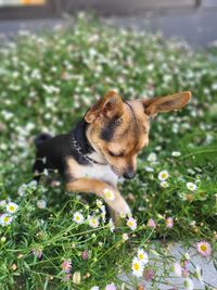 Close-up of dog in flower bed 