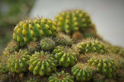 Close-up of succulent plant