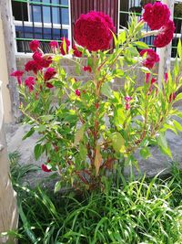 Close-up of red flowering plants in yard