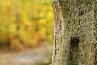 Close-up of lizard on tree trunk