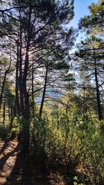 Trees in forest