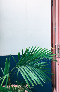 Close-up of potted plant against window of building