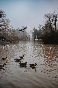 Ducks swimming in lake