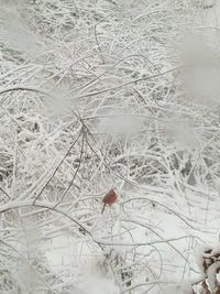 Frozen bare tree in winter