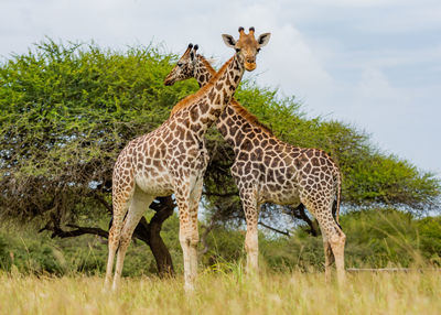 Two giraffes with neck crossed in a love shape