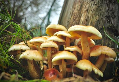 Close-up of mushrooms on tree