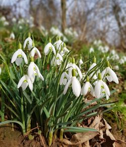 Close-up of fresh white flowers blooming in field