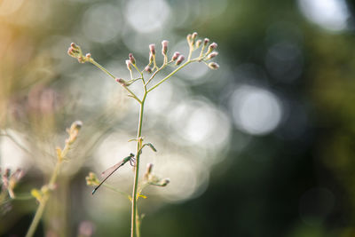 Close-up of flowering plant