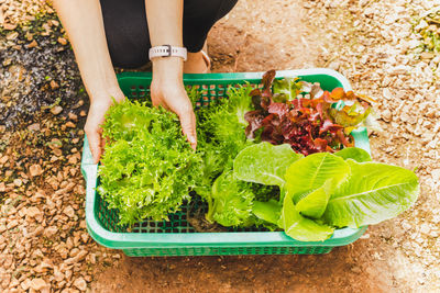 Low section woman hand holding oak lettuce in basket.