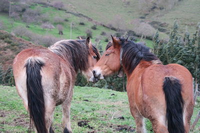 Horses in a field