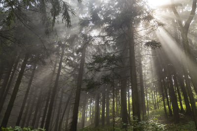 Low angle view of trees in forest