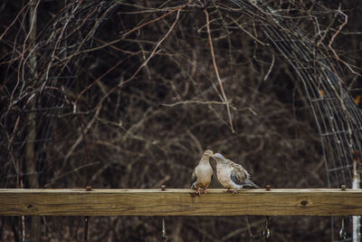 Morning doves grooming one another while sitting on wooden beam