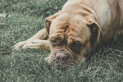 Close-up of dog lying on grass