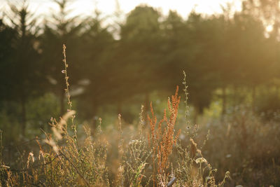 Close-up of stalks on field against sky