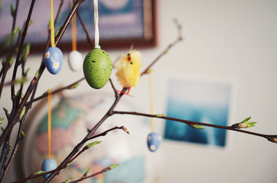 Close-up of fruits on tree